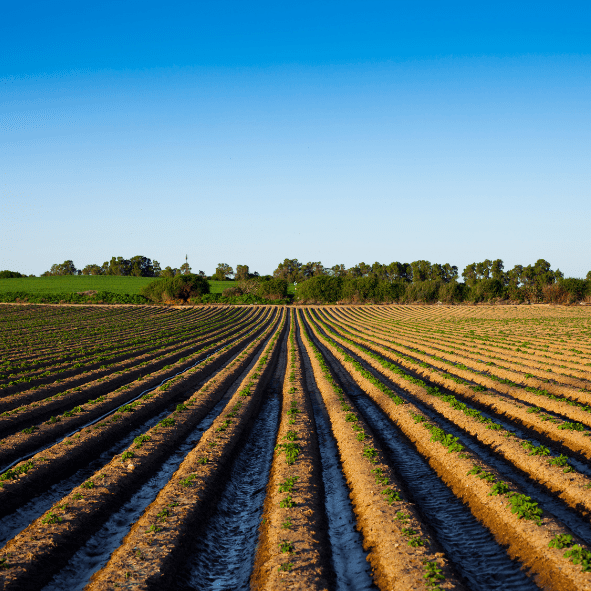 IRRIFUCINO: un nuovo modo di conoscere e gestire il territorio agricolo 1 Progetto Irrifucino